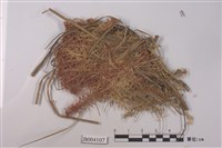 藏品(泥炭苔屬)的圖片